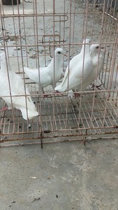 白信鸽，80一只，即墨区的到七级镇自提，青岛市区的约好时间到
