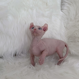 无毛猫纯白皮矮脚蓝眼精灵母猫 两个月 品相好,精品,皮肤细腻