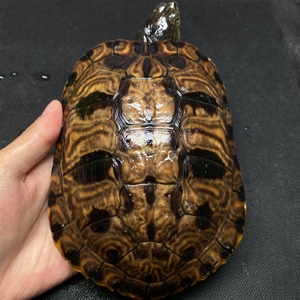 36斤黄耳龟种龟母龟可产蛋