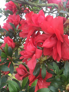 日本进口杜鹃一一沙浪.纯红色重瓣,花朵大,花色艳的,耐寒耐热