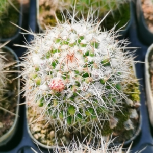 000人付款淘宝白蛇丸仙人球a8721541180.