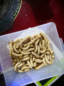 正宗云实树斗米虫 宅虫 倒带刺虫 鸟不踏刺虫1.5-2g4元