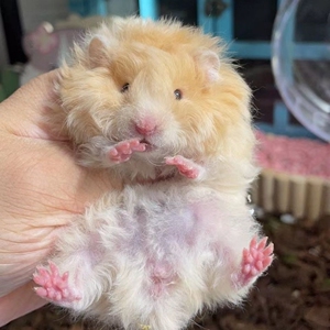 稀有长毛金丝熊纯银面蜜纹白熊肉桂波利火波利鸽灰仓鼠