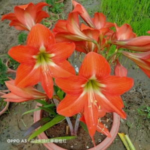 橙飞燕朱顶红,大花球