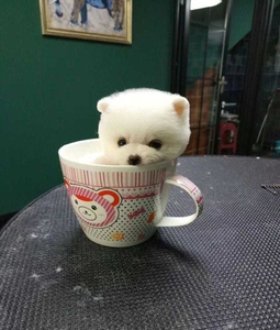 茶杯犬多少一只白色图片