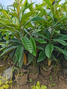 早钟6号枇杷苗,带杯发货土上高度60-80高,1颗40,2颗