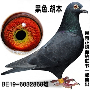 比利时原环 黑色 胡本 特留种鸽