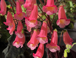 00annajiang319淘宝苦苣苔垂筒花joy0人付款8.