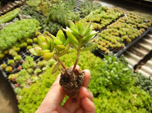 【天狗之舞老桩】天狗之舞老桩品牌,价格 - 阿里巴巴