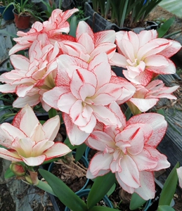 重瓣朱顶红   条纹黛丝3.5cm