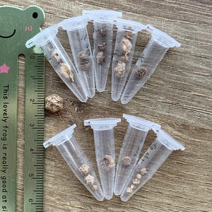 出种荚打包～粉毛汉尼一个超大,黄甜米毛汉尼1个,冰风铃3个