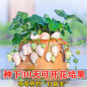 日本进口白宝石草莓苗天使ae草莓白雪公主淡雪桃熏香蕉草莓四季