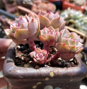 【克罗地亚多肉】克罗地亚多肉品牌,价格 - 阿里巴巴