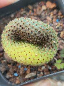 黄金士童仙人球