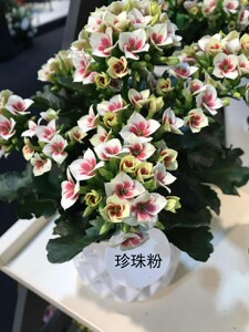 长寿花 单瓣 复色精灵系列 珍珠粉 品种原因枝茎细长纤弱,这