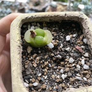 2厘米的毛汉尼带种荚特价出包邮现在在脱皮种夹成熟