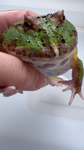 宇治金时角蛙图片
