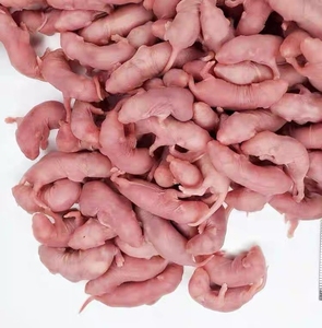 housion灬chung淘宝小白鼠乳鼠,东莞发货,红皮粉皮