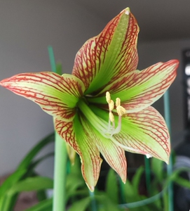 朱顶红:伊瓜苏绿瓜