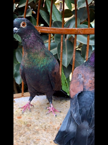 铜麻高飞鸽子,四川眉山铜麻黄眼高飞.种鸽暂时不出预定崽崽以鸽