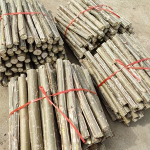 速生杨树苗扦插段3804无絮107种条 白杨树枝秧苗不带开花