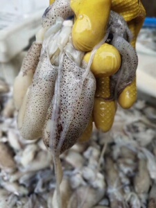 新鲜带籽笔管鱼满籽小海兔子鲜活全籽带膏海鲜水产 舟山海鲜