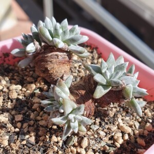 9头格诺玛白菊仙女杯多肉植物一物一拍清阳台