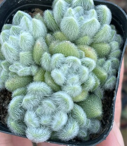 信东尼多肉植物