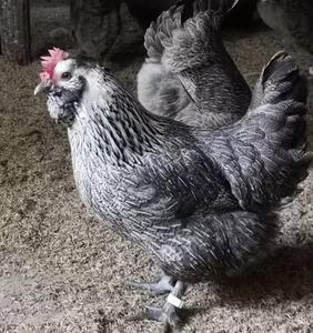 【龙胜凤鸡种蛋】龙胜凤鸡种蛋品牌,价格 - 阿里巴巴