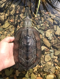 45元紫檀刀刻纹草龟,一斤重,可下蛋繁殖.