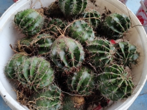 4个草球包邮食用仙人球白花草球可嫁接可食用可药用一年生草球直