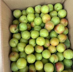 5斤广西三月李青李子新鲜水果现摘现发酸李子