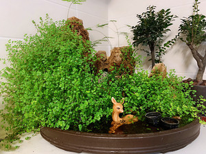 帮老爹发闲置,珍珠草上水盆景.又买了好多其它盆景,实在没地方