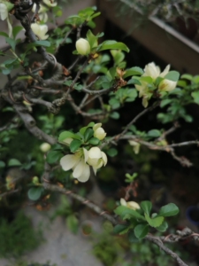 进口白花长寿梅,临水小文人,红花一号长寿梅在日系盆景圈内已经