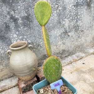 仙人掌 白刺修罗团扇 特价清理包邮 一物一拍