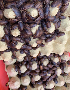 杜比亚蟑螂繁殖组幼体厂家直销饲料 包邮包活