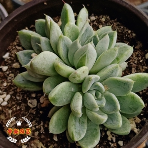 映月台多肉,暗纹长睫毛,盆口十二,8.5元,全店非偏远地区满