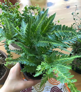 常绿蕨 复叶耳蕨印度冬青arachniodes vari