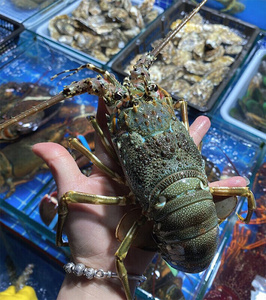 【青龙小青龙】青龙小青龙品牌,价格 - 阿里巴巴