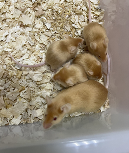 锦毛鼠】宠物鼠,宠物小白鼠,亲人易上手,没现货时可