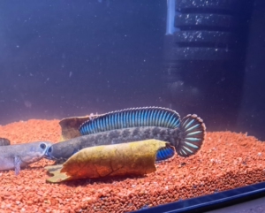 阿萨姆奶茶雷龙