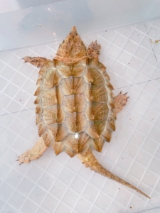 变异大鳄龟中美鳄龟黄化佛白化佛大小杂鳄龟