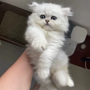 金吉拉幼猫低价