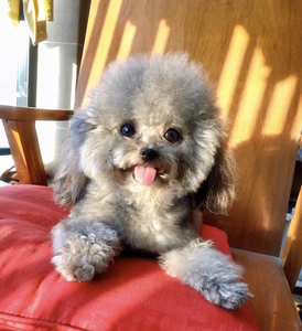 微小玩具泰迪犬