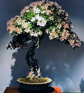 日本皋月杜鹃晃山