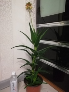 海虎兰芦荟