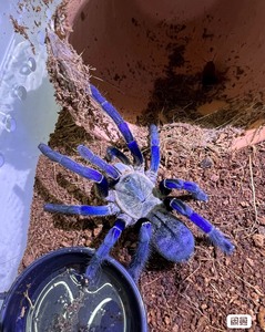 出现货5-6cm小公小母巴西大蓝蛛蜘蛛
