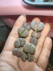 生日花传法玉太古玉臼典玉生石花一手9颗岛田种源