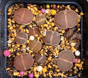 生石花清阳台#c153全窗紫熏,整盆60,今年差不多开花品相