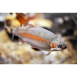 优质三文鱼苗,观賞鱼,养殖鱼,刺身三文鱼,渔场特价